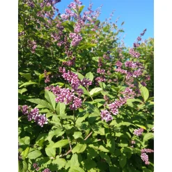 Häck Omnia Garden Ungersk Syrén