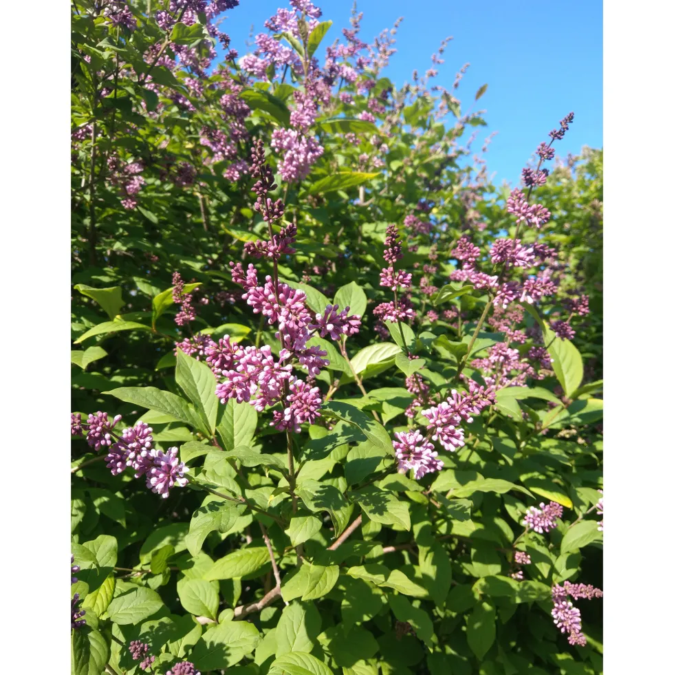Häck Omnia Garden Ungersk Syrén "Oden E"