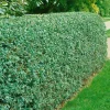 Häck Omnia Garden Vinterliguster Liga 50-80 cm 6-10 Grenar