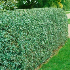 Häck Omnia Garden Vinterliguster Liga 50-80 cm 6-10 Grenar