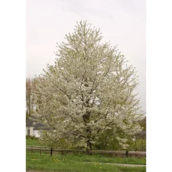 Högstamsträd Omnia Garden Sötkörsbär Fågelbär 300-400 cm