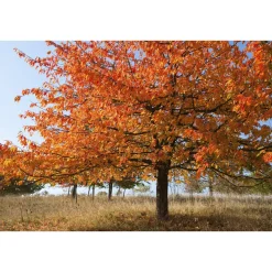 Högstamsträd Omnia Garden Sötkörsbär Fågelbär 300-400 cm