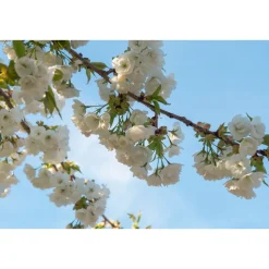 Högstamsträd Omnia Garden Sötkörsbär Fågelbär 300-400 cm