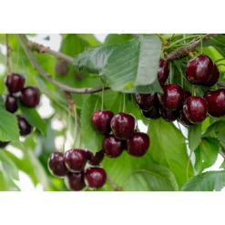 Högstamsträd Omnia Garden Sötkörsbär Fågelbär 300-400 cm