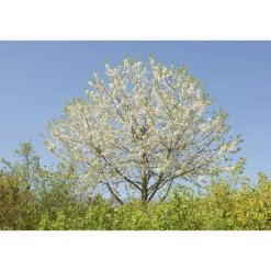 Högstamsträd Omnia Garden Sötkörsbär Fågelbär 300-400 cm