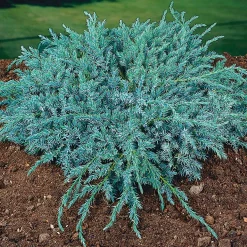 Himalaya-en Omnia Garden Blue Carpet 30-35 cm