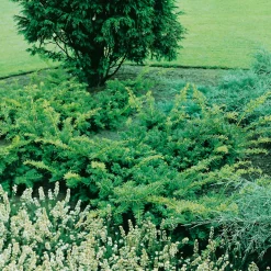 Idegran Omnia Garden Summergold 30-40 cm