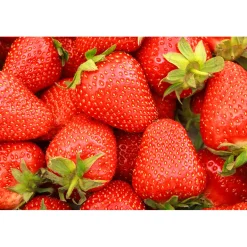 Jordgubbe Omnia Garden Fragaria Ananassa Sonata