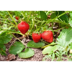 Jordgubbe Omnia Garden Fragaria Ananassa Sonata