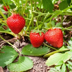 Jordgubbe Omnia Garden Fragaria Ananassa Sonata