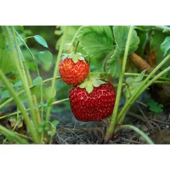 Jordgubbe Omnia Garden Fragaria Ananassa Malwina