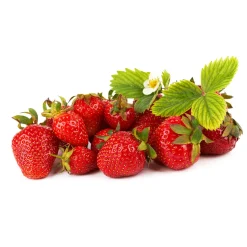 Jordgubbe Omnia Garden Fragaria Ananassa Malwina