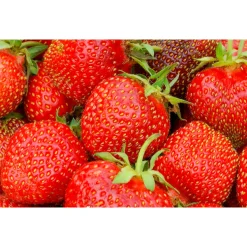 Jordgubbe Omnia Garden Fragaria Ananassa Salsa