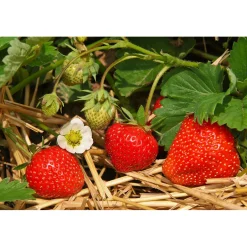 Jordgubbe Omnia Garden Fragaria Ananassa Salsa