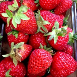 Jordgubbe Omnia Garden Fragaria Ananassa Korona