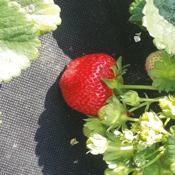 Jordgubbsduk Jabo Agrimpex med Förskurna Hål 1,2x10 m