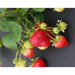 Jordgubbsduk Jabo Agrimpex med Förskurna Hål 1,2x10 m