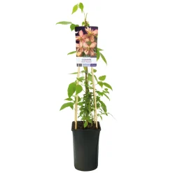 Klätterväxt Atragene Klematis Omnia Garden Marjorie 40-60 cm