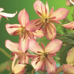Klätterväxt Atragene Klematis Omnia Garden Marjorie 40-60 cm