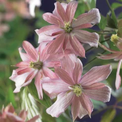 Klätterväxt Bergklematis Omnia Garden Broughton Star 40-60 cm