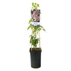 Klätterväxt Bergklematis Omnia Garden Broughton Star 40-60 cm