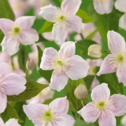 Klätterväxt Bergsklematis Omnia Garden Mayleen 40-60 cm