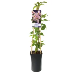 Klätterväxt Bergsklematis Omnia Garden Mayleen 40-60 cm