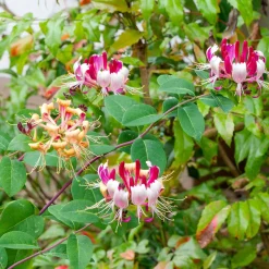 Klätterväxt Blomsterkaprifol Omnia Garden Goldflame 40-60 cm