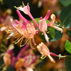Klätterväxt Blomsterkaprifol Omnia Garden Goldflame 40-60 cm