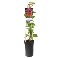 Klätterväxt Blomsterkaprifol Omnia Garden Goldflame 40-60 cm