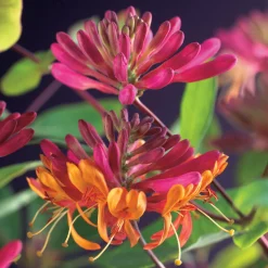 Klätterväxt Blomsterkaprifol Omnia Garden Goldflame 40-60 cm