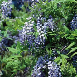 Klätterväxt Blåregn Omnia Garden Kinesiskt Sinensis Prolific 50-80 cm