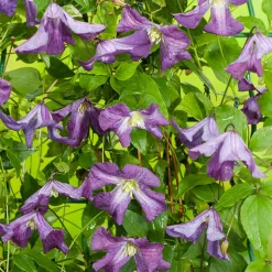 Klätterväxt Blåviolett Italiensk Klematis Omnia Garden 40-60 cm