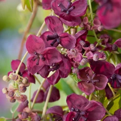 Klätterväxt Fembladsakebia Omnia Garden 40-60 cm