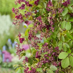 Klätterväxt Fembladsakebia Omnia Garden 40-60 cm