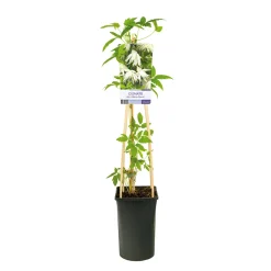 Klätterväxt Hybridklematis Omnia Garden 40-60 cm