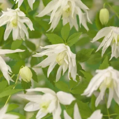 Klätterväxt Hybridklematis Omnia Garden 40-60 cm