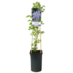 Klätterväxt Italiensk Klematis Omnia Garden Prince Charles 40-60 cm
