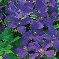 Klätterväxt Italiensk Klematis Omnia Garden 40-60 cm
