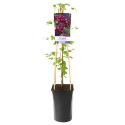 Klätterväxt Italiensk Klematis Omnia Garden Purpurea Plena Elegans 40-60 cm