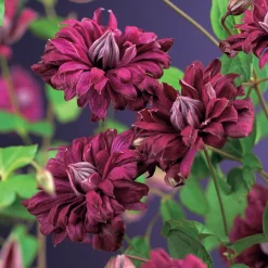 Klätterväxt Italiensk Klematis Omnia Garden Purpurea Plena Elegans 40-60 cm