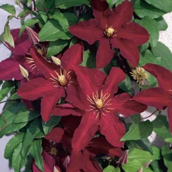 Klätterväxt Jackmanii Klematis Omnia Garden 40-60 cm