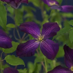 Klätterväxt Jackman Klematis Omnia Garden 40-60 cm