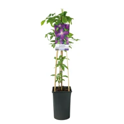 Klätterväxt Jackman Klematis Omnia Garden 40-60 cm