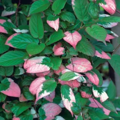 Klätterväxt Kameleontbuske Omnia Garden 40-60 cm