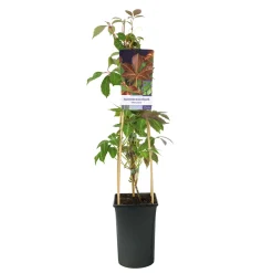Klätterväxt Kinavildvin Omnia Garden 40-60 cm