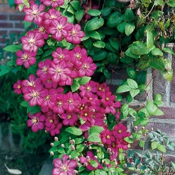 Klätterväxt Klematis Omnia Garden Ville de Lyon 40-60 cm