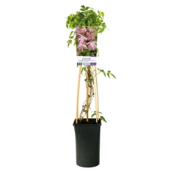 Klätterväxt Klematis Omnia Garden Country Rose 40-60 cm