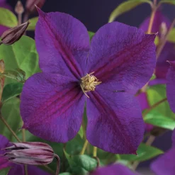 Klätterväxt Klematis Omnia Garden Star of India 40-60 cm