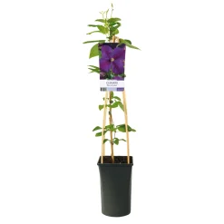 Klätterväxt Klematis Omnia Garden Star of India 40-60 cm